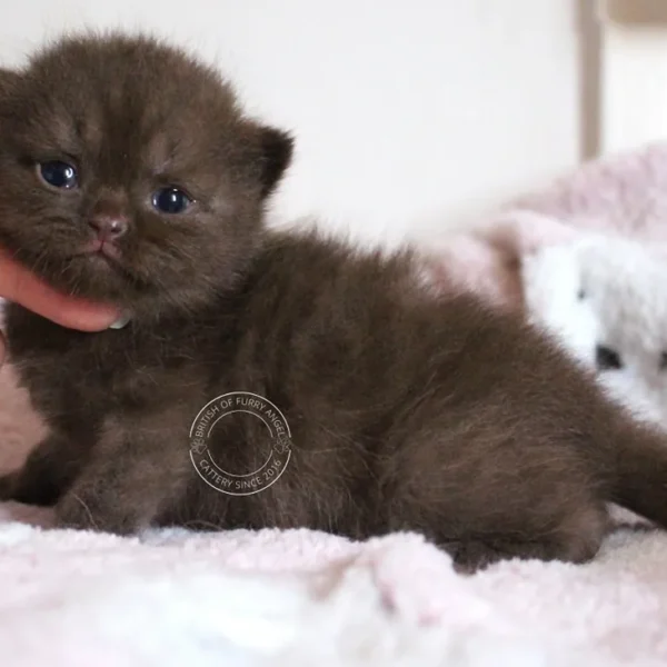 352095850_996279251372521_4851770498179031278_n_11zon