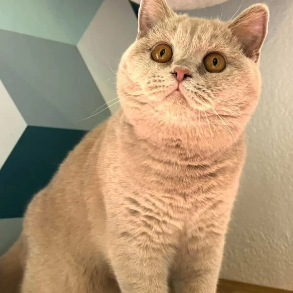 British shorthair Amber 2
