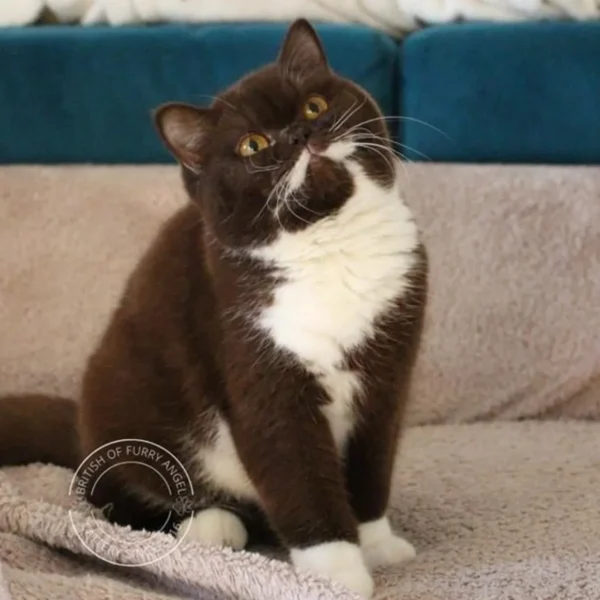 British shorthair Milky