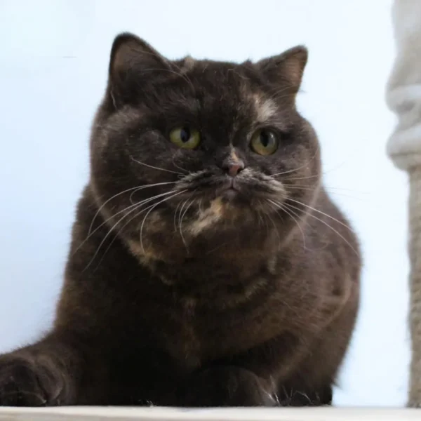 British shorthair Tiramisu