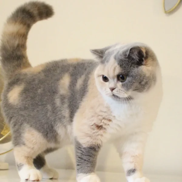 British shorthair Umiya