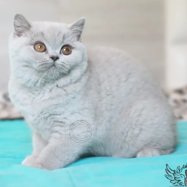 British shorthair Ushiwa