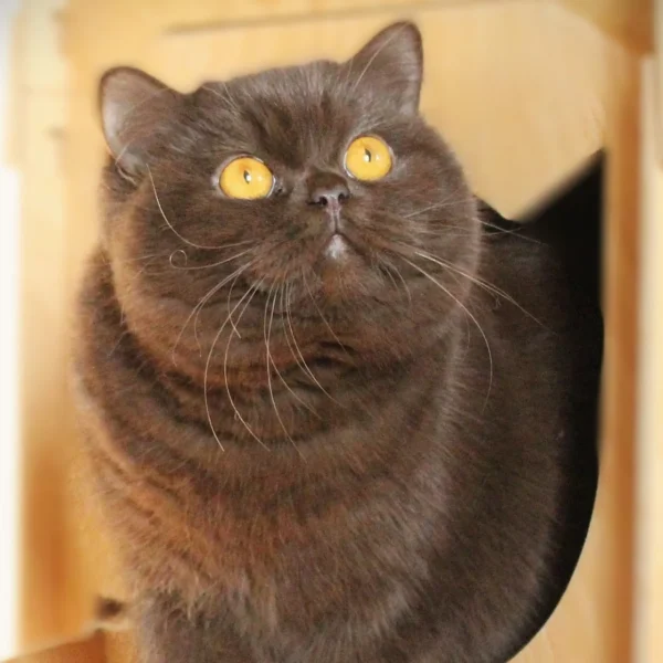 British shorthair Vicky