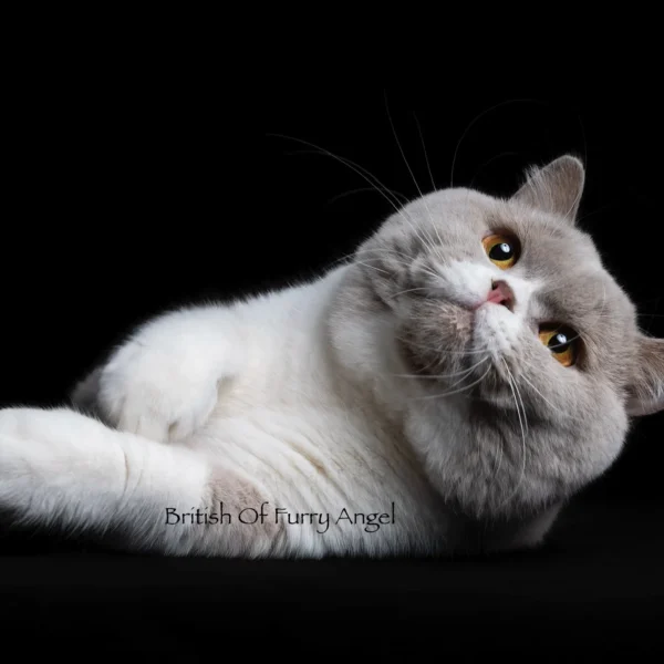 Britishshorthair Ubba Bubba3
