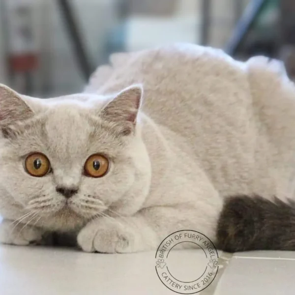 WhatsApp Image 2025-07-18 à 17.35.58_3eec6612