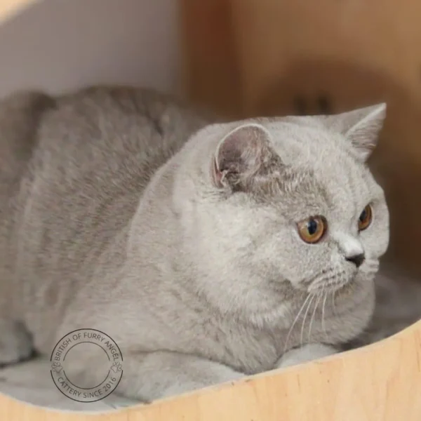 WhatsApp Image 2025-07-18 à 17.35.59_3dd2492e