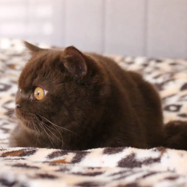 WhatsApp Image 2025-07-18 à 17.39.59_1ad24368