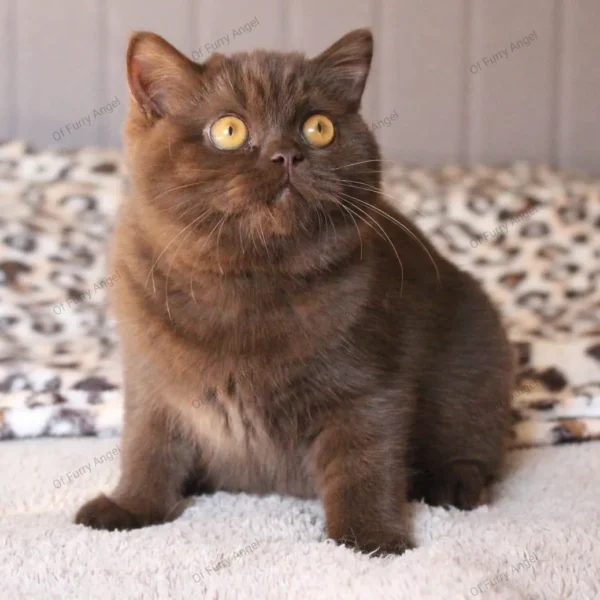 WhatsApp Image 2025-07-18 à 17.40.00_89b7081c