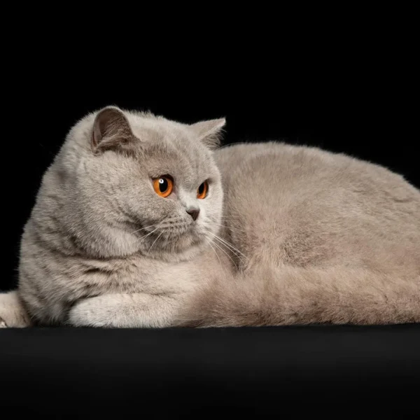 WhatsApp Image 2025-07-18 à 17.43.17_29eeb124