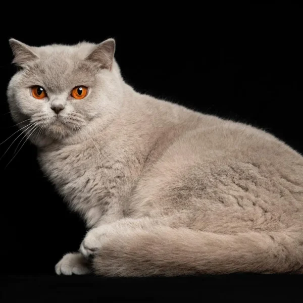 WhatsApp Image 2025-07-18 à 17.43.17_9051f09e