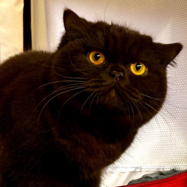 WhatsApp Image 2025-09-02 à 16.00.12_a62c4298