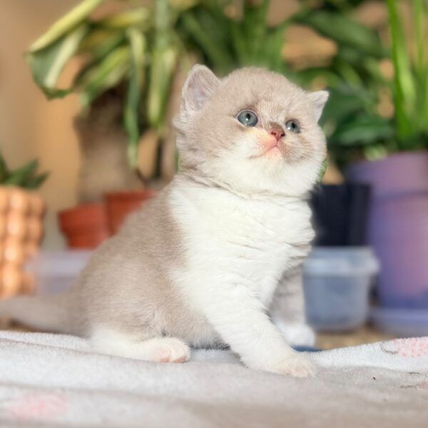 Femelle British Shorthair Fawn et Blanche Bicolore
Statut : En observation