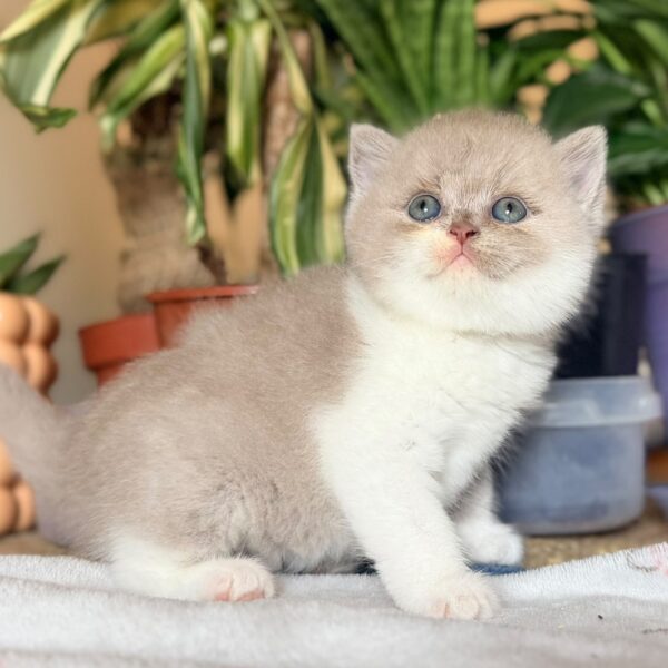 Femelle British Shorthair Fawn et Blanche Bicolore
Statut : En observation