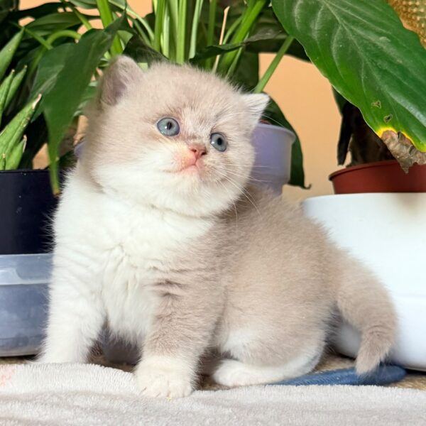 Femelle British Shorthair Fawn et Blanche Bicolore
Statut : En observation
