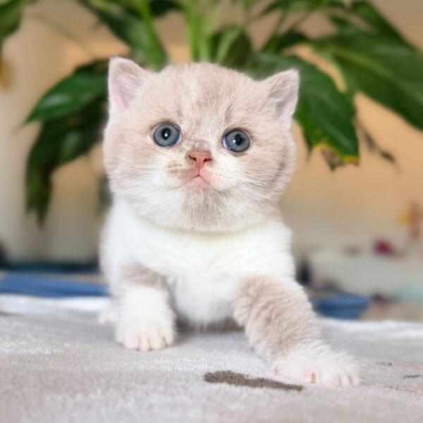 Mâle British Shorthair Lilas et Blanc Bicolore
Statut : En observation