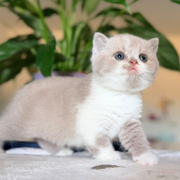 Mâle British Shorthair Lilas et Blanc Bicolore
Statut : En observation
