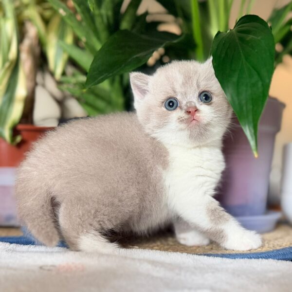 Mâle British Shorthair Lilas et Blanc Bicolore
Statut : En observation