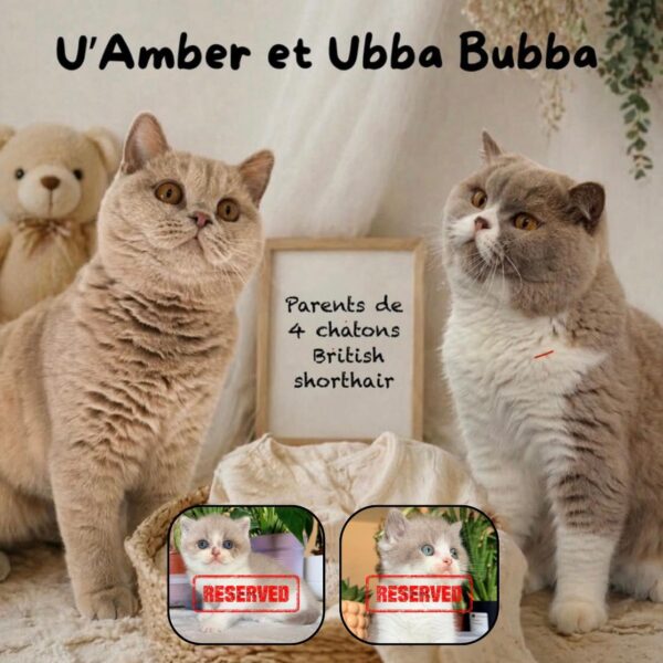 Femelle British Shorthair Fawn et Blanche Bicolore
Statut : En observation