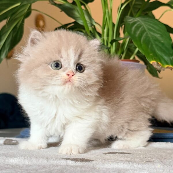 Femelle British Longhair
Statut : Disponible