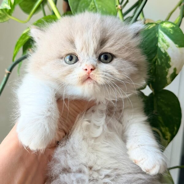 Femelle British Longhair
Statut : Disponible