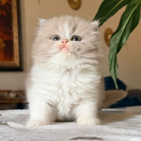 Femelle British Longhair
Statut : Disponible
